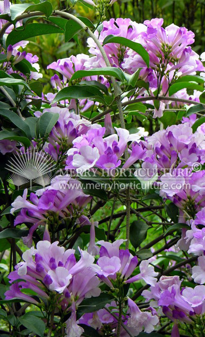 Pseudocalymna alliaceum (Garlic Vine)